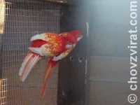 Chov: Honza Šanda - sejček