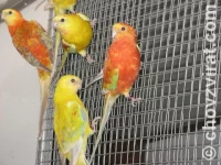 Chov: Honza Šanda - sejček