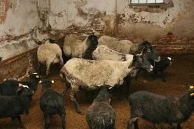 Ovce romanovské - návštěva u chovatelů