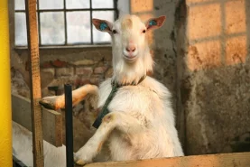 Ovce romanovské - návštěva u chovatelů