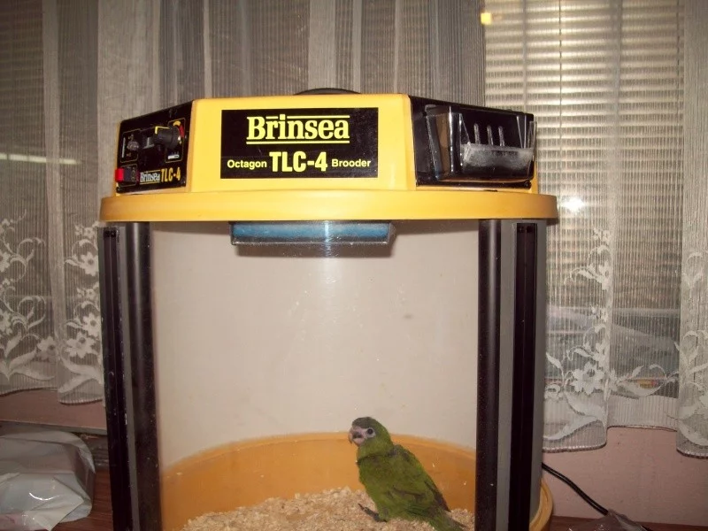 Líhně a odchovny papoušků