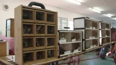 Burzy exotického ptactva