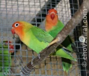 Agapornis růžohlavý - Liliane
