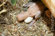 Agapornis růžohlavý - Liliane