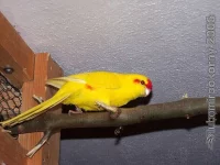 Kakariki červenočelý