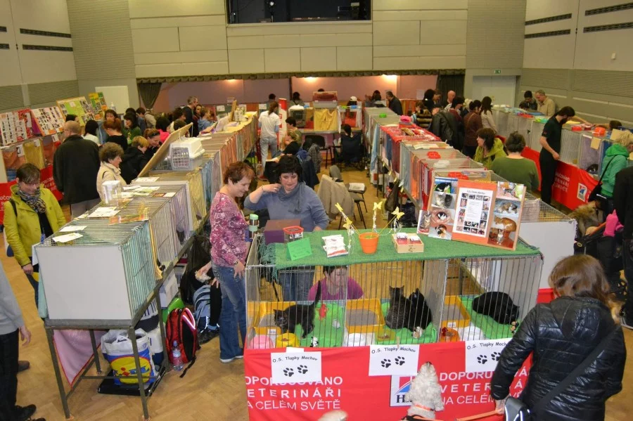 Výstavy koček