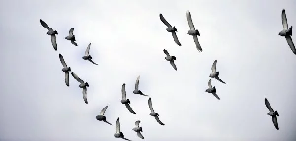 Závody holubů