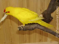 Kakariki červenočelý