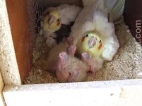 Korela chocholatá