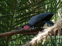 Palmitos park