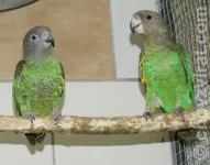 Papoušek hnědohlavý