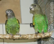 Papoušek hnědohlavý