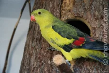 Papoušek horský (kouřový)