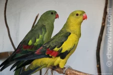 Papoušek horský (kouřový)