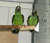 Papoušek konžský-gulielmi