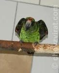Papoušek konžský-gulielmi