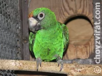 Papoušek konžský-fantiensis