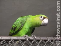 Papoušek konžský-fantiensis