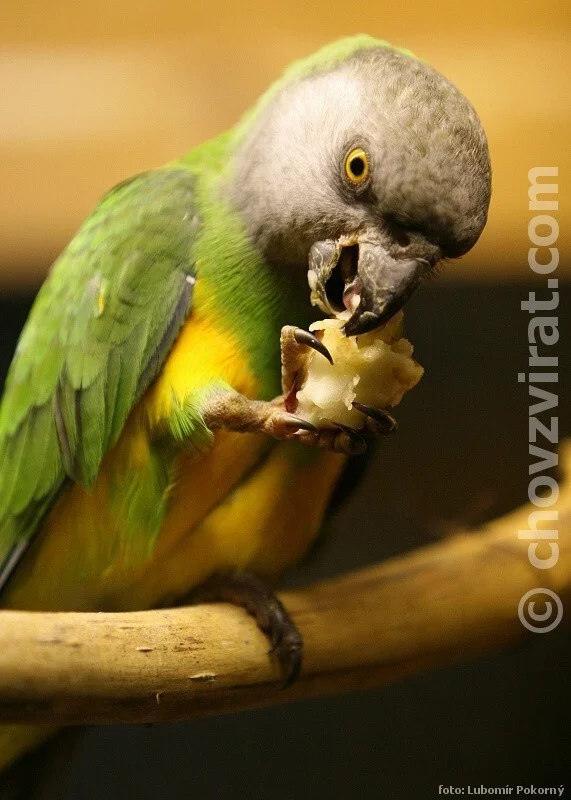 Papoušek senegalský