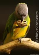 Papoušek senegalský