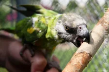 Papoušek senegalský