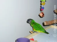 Papoušek senegalský