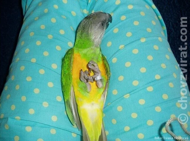 Papoušek senegalský