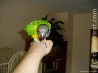 Papoušek senegalský