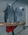 Papoušek šedý - žako kongo