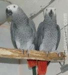 Papoušek šedý - žako kongo