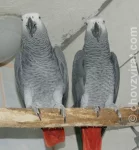 Papoušek šedý - žako kongo