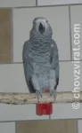 Papoušek šedý - žako kongo