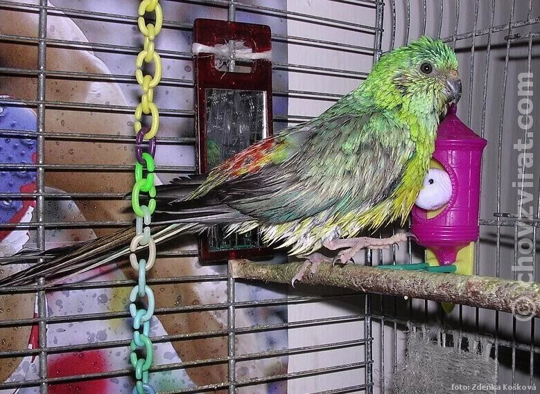 Papoušek zpěvavý