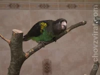 Papoušek žlutotemenný