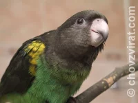 Papoušek žlutotemenný