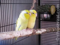 Papoušíček šedokřídlý