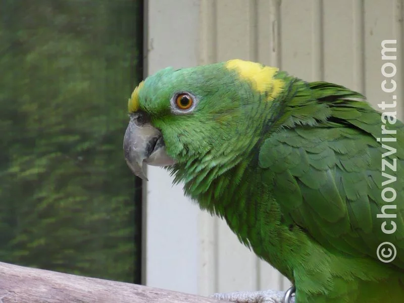 Amazona ochrocephala auropalli