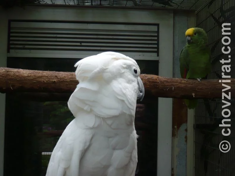 Cacatua alba