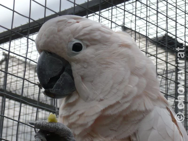 Cacatua moluccensis