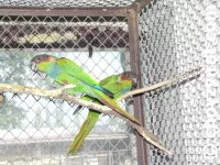 Pyrura modrobradý (Cruentata)