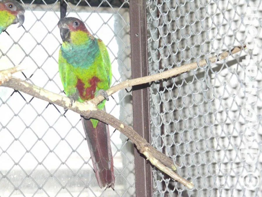 Pyrura modrobradý (Cruentata)