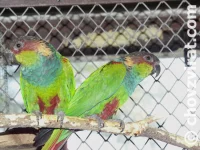 Pyrura modrobradý (Cruentata)