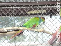 Pyrura modrobradý (Cruentata)