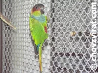 Pyrura modrobradý (Cruentata)