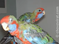 Ruční odchov rosely pennant