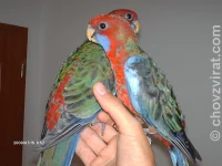 Ruční odchov rosely pennant