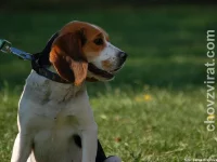 Beagle