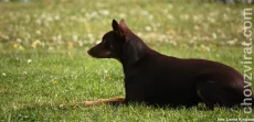 Australská kelpie