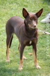 Australská kelpie