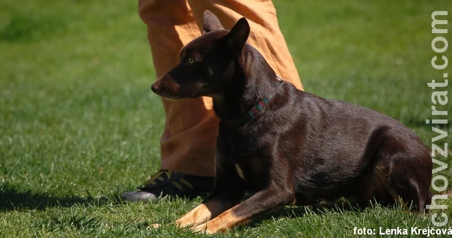 Australská kelpie